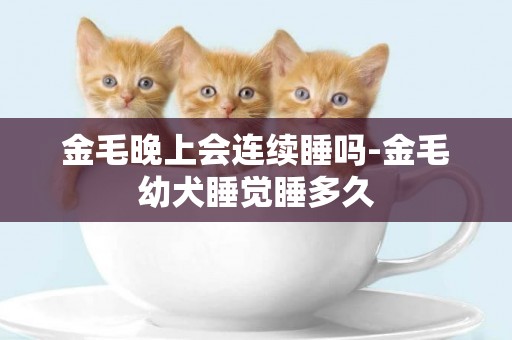 金毛晚上會連續睡嗎-金毛幼犬睡覺睡多久
