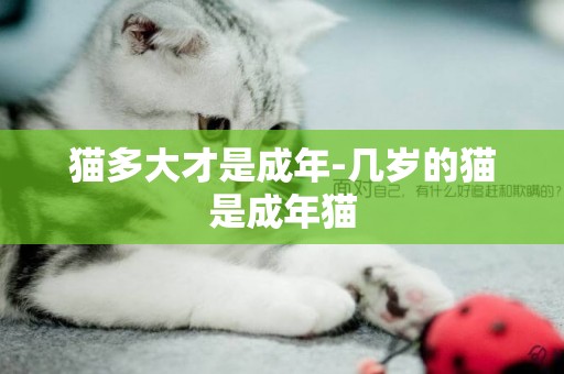 貓多大才是成年-幾歲的貓是成年貓