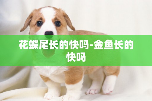 花蝶尾長的快嗎-金魚長的快嗎