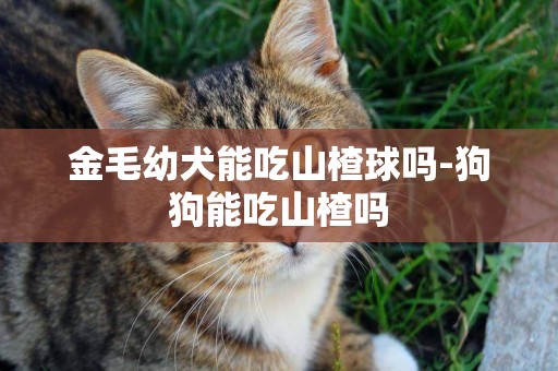 金毛幼犬能吃山楂球嗎-狗狗能吃山楂嗎