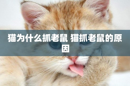貓為什么抓老鼠 貓抓老鼠的原因