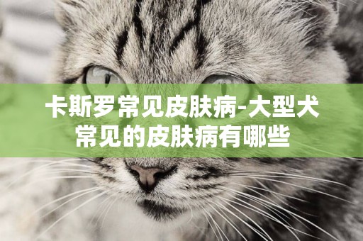 卡斯羅常見皮膚病-大型犬常見的皮膚病有哪些