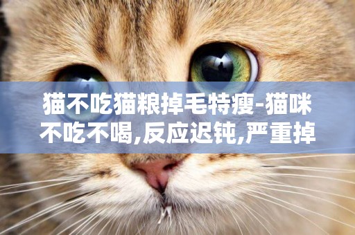 貓不吃貓糧掉毛特瘦-貓咪不吃不喝,反應遲鈍,嚴重掉毛,怎么回事