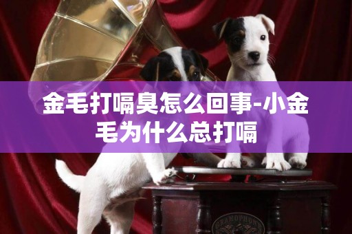 金毛打嗝臭怎么回事-小金毛為什么總打嗝