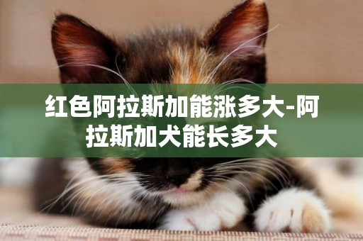 紅色阿拉斯加能漲多大-阿拉斯加犬能長多大