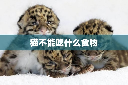 貓不能吃什么食物