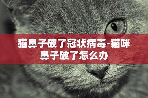 貓鼻子破了冠狀病毒-貓咪鼻子破了怎么辦
