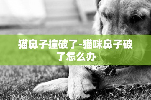 貓鼻子撞破了-貓咪鼻子破了怎么辦