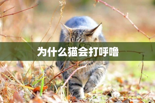 為什么貓會打呼嚕