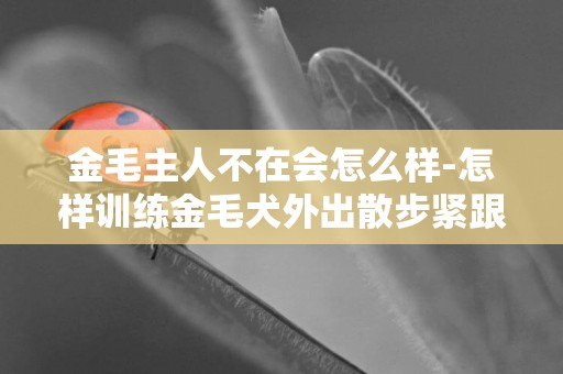 金毛主人不在會怎么樣-怎樣訓練金毛犬外出散步緊跟主人不走丟