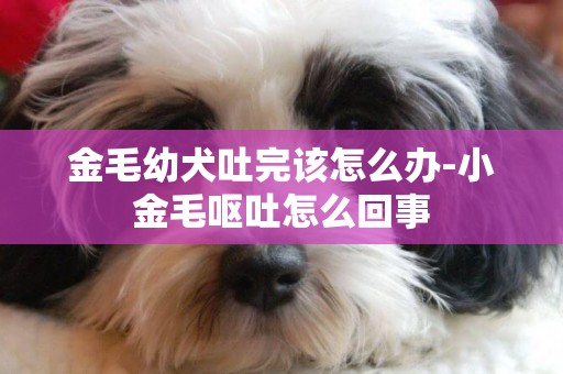 金毛幼犬吐完該怎么辦-小金毛嘔吐怎么回事
