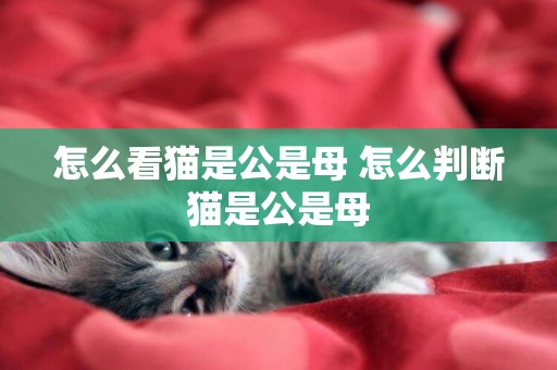 怎么看貓是公是母 怎么判斷貓是公是母