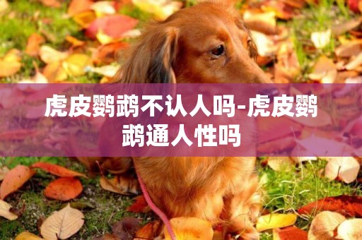 虎皮鸚鵡不認人嗎-虎皮鸚鵡通人性嗎
