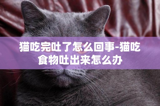 貓吃完吐了怎么回事-貓吃食物吐出來怎么辦