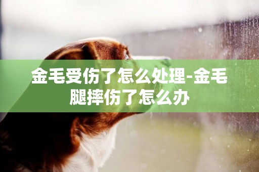 金毛受傷了怎么處理-金毛腿摔傷了怎么辦