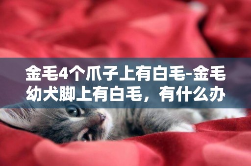 金毛4個爪子上有白毛-金毛幼犬腳上有白毛，有什么辦法嗎？