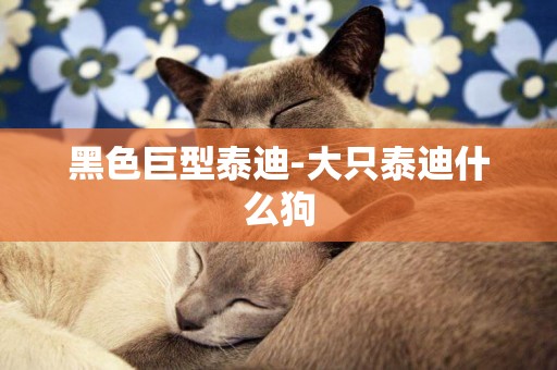 黑色巨型泰迪-大只泰迪什么狗