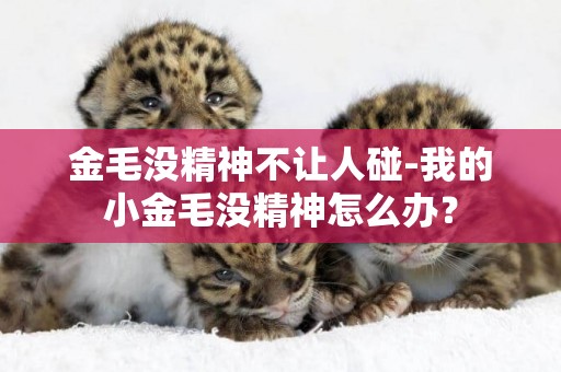金毛沒精神不讓人碰-我的小金毛沒精神怎么辦？
