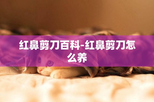 紅鼻剪刀百科-紅鼻剪刀怎么養