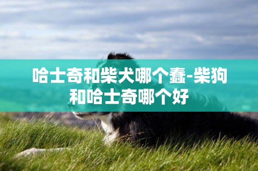 哈士奇和柴犬哪個蠢-柴狗和哈士奇哪個好
