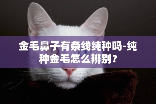 金毛鼻子有條線純種嗎-純種金毛怎么辨別？
