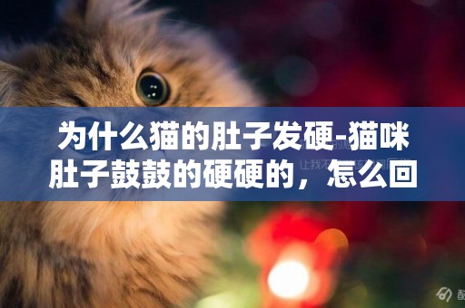 為什么貓的肚子發硬-貓咪肚子鼓鼓的硬硬的，怎么回事