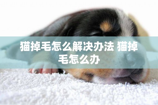 貓掉毛怎么解決辦法 貓掉毛怎么辦