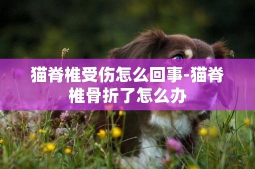 貓脊椎受傷怎么回事-貓脊椎骨折了怎么辦