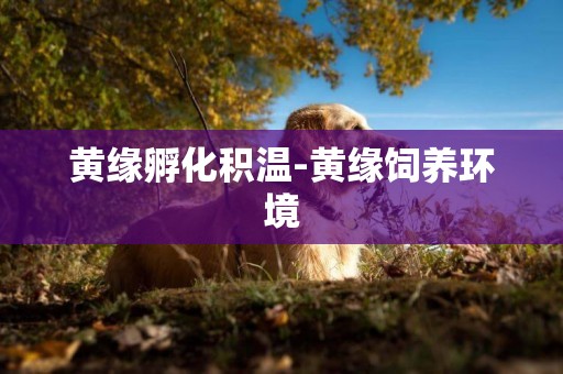 黃緣孵化積溫-黃緣飼養環境