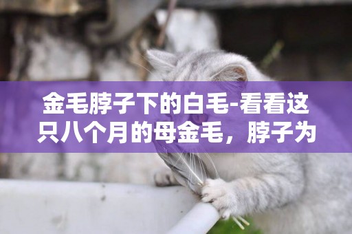 金毛脖子下的白毛-看看這只八個月的母金毛，脖子為啥有白毛？是不是不是金毛，串的？