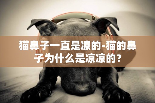 貓鼻子一直是涼的-貓的鼻子為什么是涼涼的？