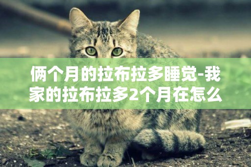 倆個月的拉布拉多睡覺-我家的拉布拉多2個月在怎么老是睡覺