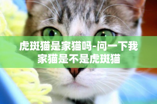 虎斑貓是家貓嗎-問一下我家貓是不是虎斑貓