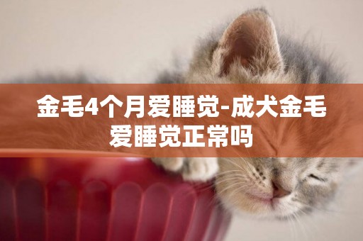 金毛4個月愛睡覺-成犬金毛愛睡覺正常嗎