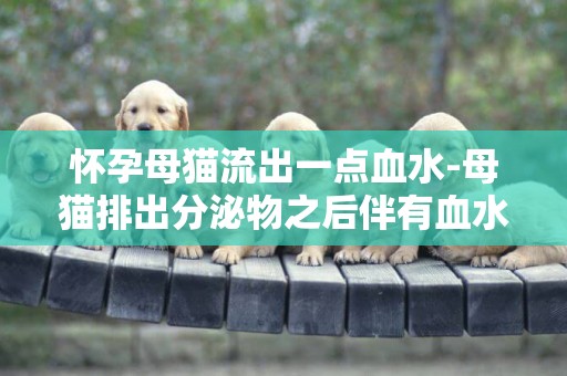 懷孕母貓流出一點血水-母貓排出分泌物之后伴有血水但一直沒生產怎么回事