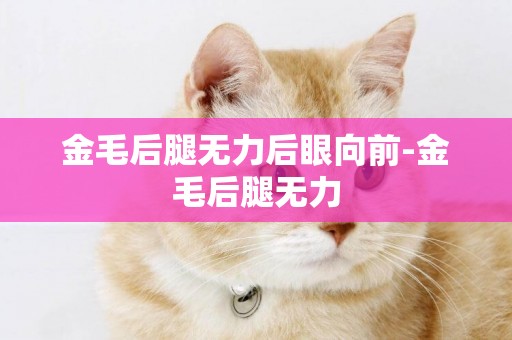 金毛后腿無力后眼向前-金毛后腿無力