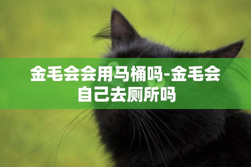金毛會會用馬桶嗎-金毛會自己去廁所嗎