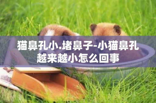 貓鼻孔小.堵鼻子-小貓鼻孔越來越小怎么回事