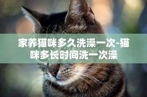 家養貓咪多久洗澡一次-貓咪多長時間洗一次澡