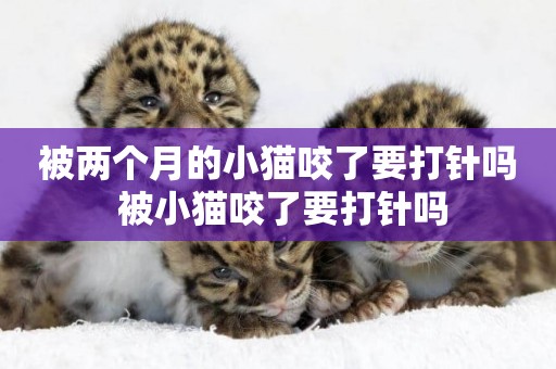 被兩個月的小貓咬了要打針嗎 被小貓咬了要打針嗎