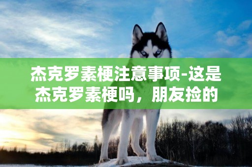 杰克羅素梗注意事項-這是杰克羅素梗嗎，朋友撿的