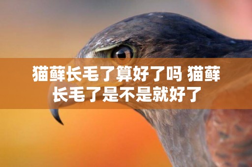 貓蘚長毛了算好了嗎 貓蘚長毛了是不是就好了