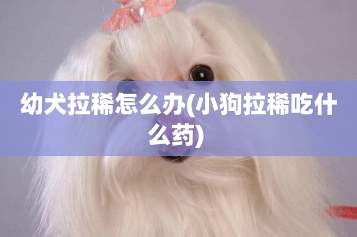 幼犬拉稀怎么辦(小狗拉稀吃什么藥) 