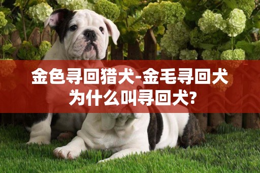 金色尋回獵犬-金毛尋回犬 為什么叫尋回犬? 金色尋回獵犬-金毛尋回犬 為什么叫尋回犬?