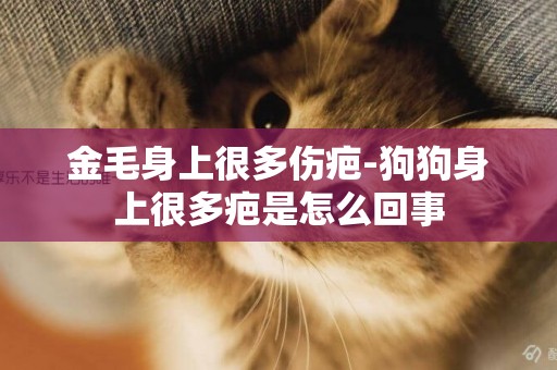 金毛身上很多傷疤-狗狗身上很多疤是怎么回事