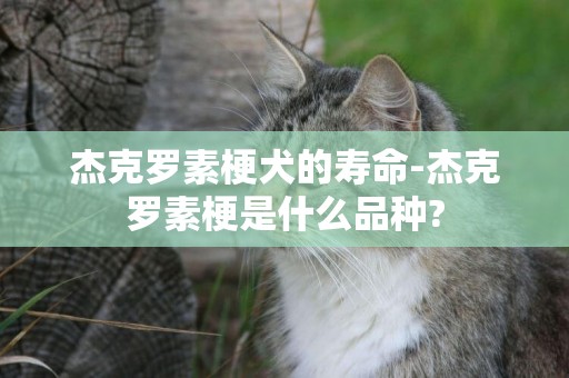 杰克羅素梗犬的壽命-杰克羅素梗是什么品種?