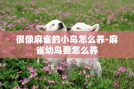 很像麻雀的小鳥怎么養-麻雀幼鳥要怎么養