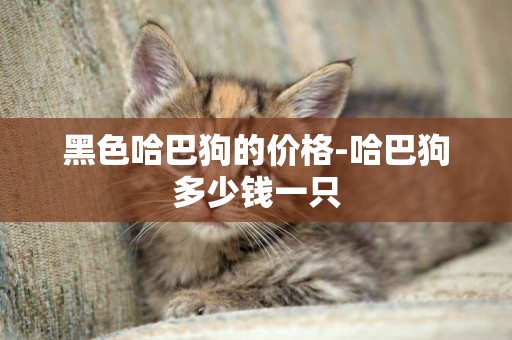 黑色哈巴狗的價格-哈巴狗多少錢一只