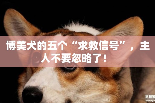 博美犬的五個“求救信號”，主人不要忽略了！ 