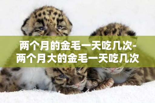 兩個月的金毛一天吃幾次-兩個月大的金毛一天吃幾次,一次吃多少